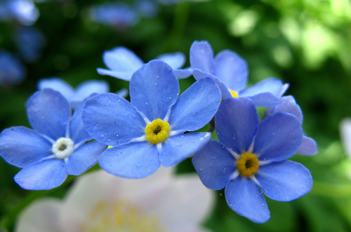 Forget Me Not
